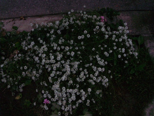 alisum - lat. alyssum maritima